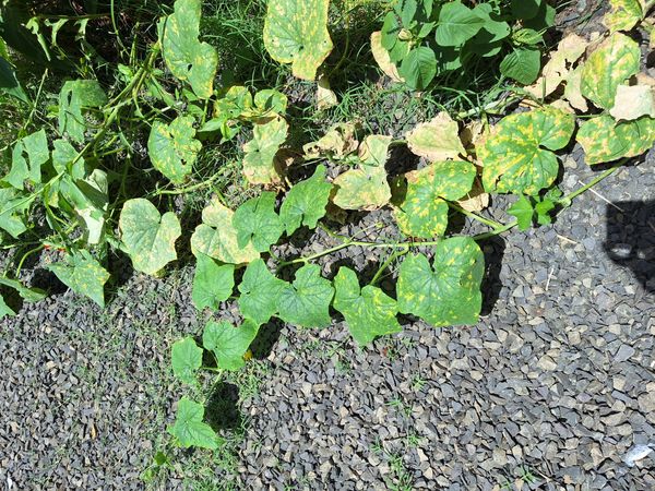 Identificação da planta Pepino por foto