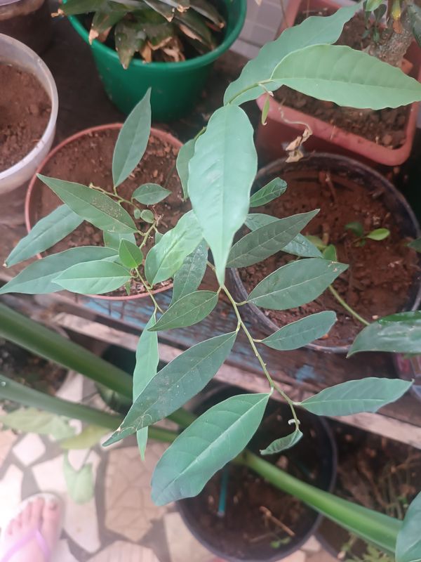 Identificação da planta Bacuri-sororoca por foto
