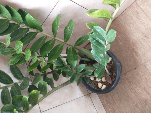 Identificação da planta Zamioculcas por foto