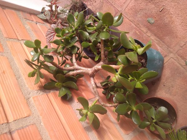 Identificação da planta Planta-jade por foto