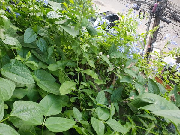 Identificação da planta Jasmim-azul por foto