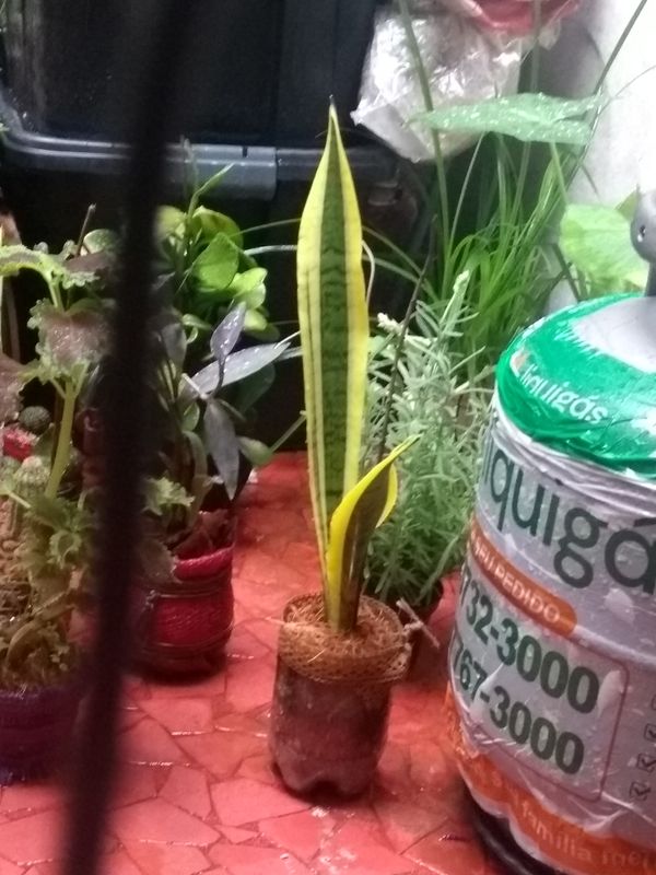 Identificação da planta Espada-de-São-Jorge por foto