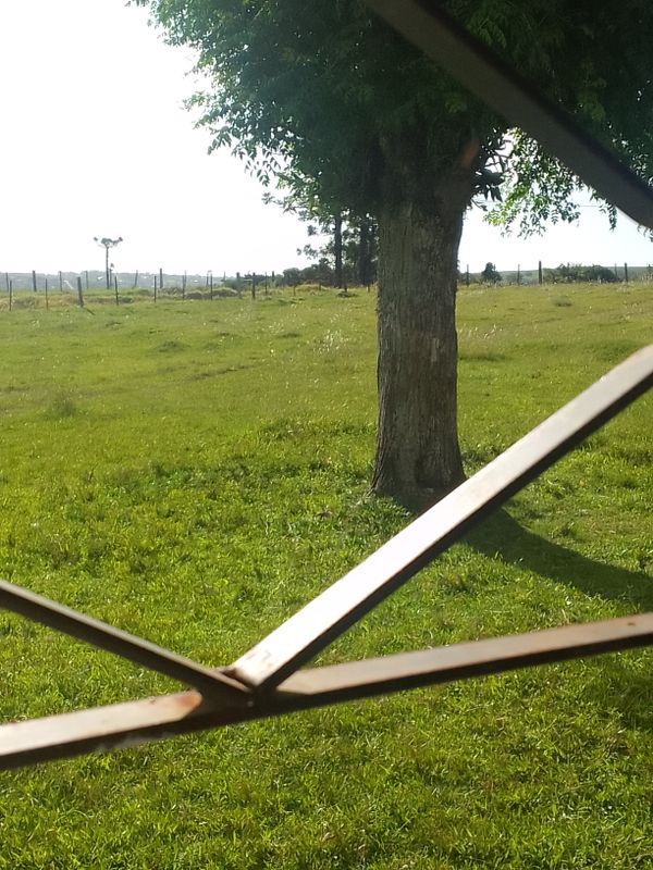 Identificação da planta Cedro por foto