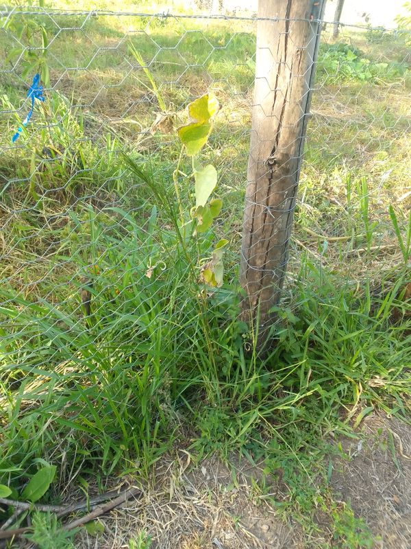Identificação da planta Crotalária por foto