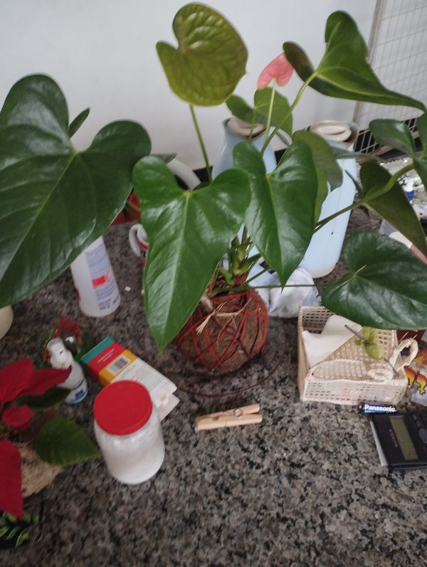 Identificação da planta Antúrio por foto