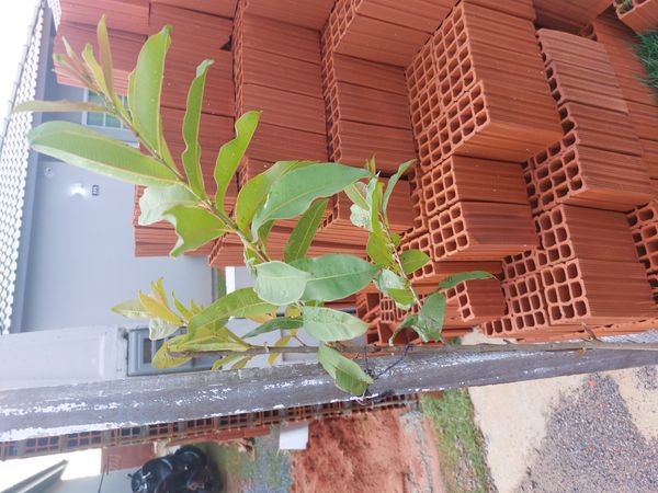 Identificação da planta Arjuna por foto