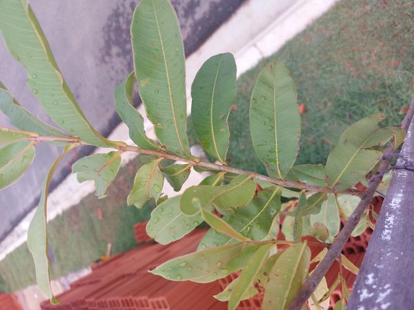 Identificação da planta Arjuna por foto