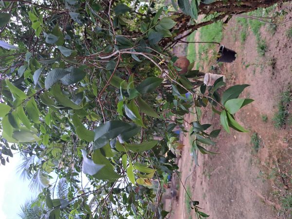 Identificação da planta Jabuticaba-paulista por foto