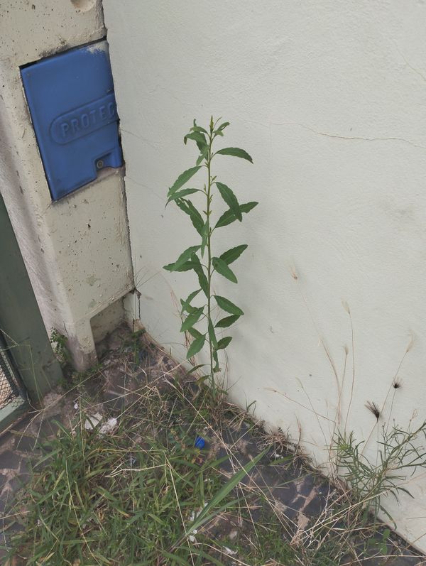 Identificação da planta Coração-de-galinha por foto