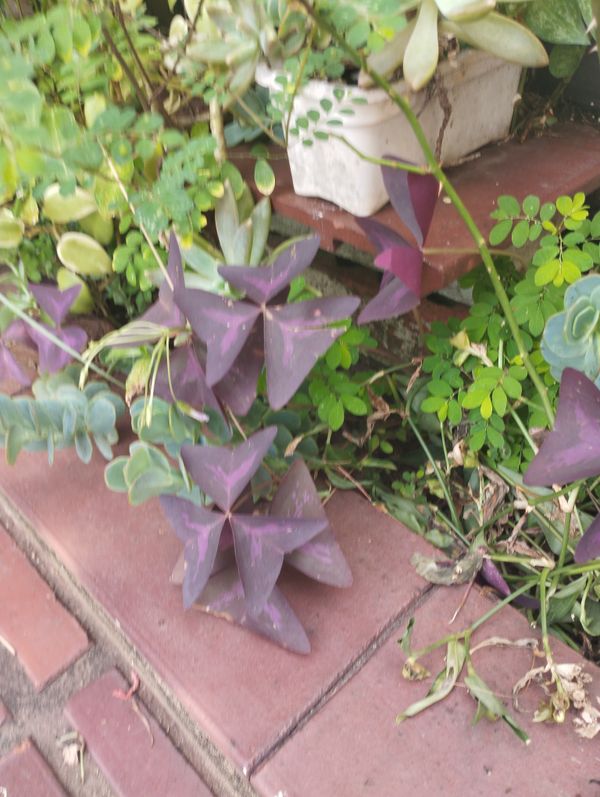 Identificação da planta Trevo negro por foto
