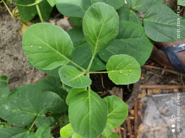 Identificação da planta Coração-de-galinha por foto