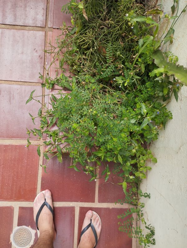 Identificação da planta Quebra-pedra por foto
