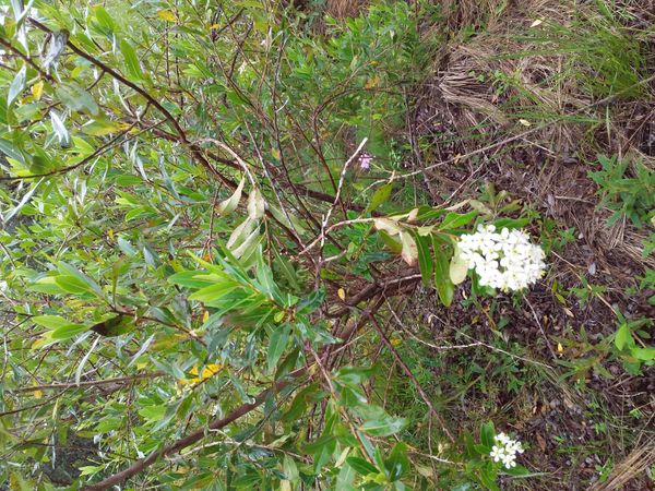 Identificação da planta Siete-sangrias por foto