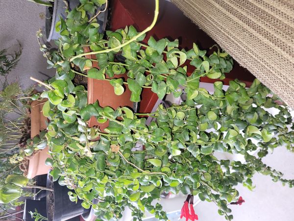 Identificação da planta Língua-de-gato por foto