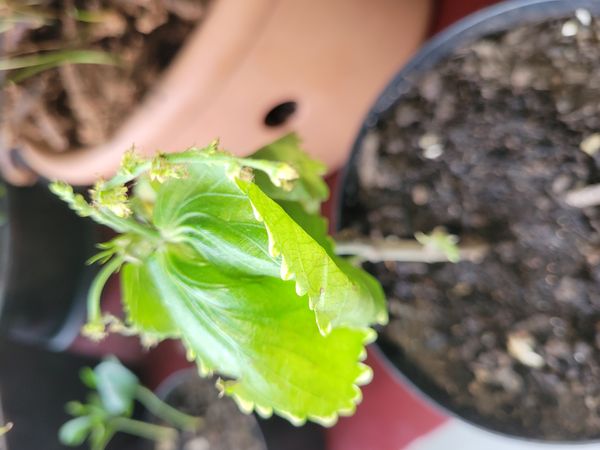 Identificação da planta Rabo-de-gato por foto