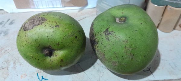 Identificação da planta Manga por foto