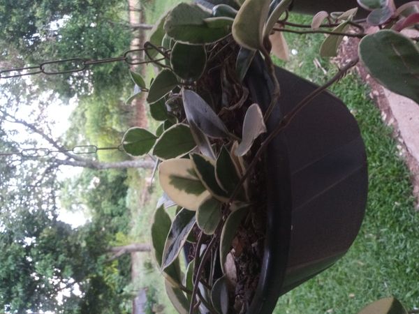 Identificação da planta Flor-de-cera por foto