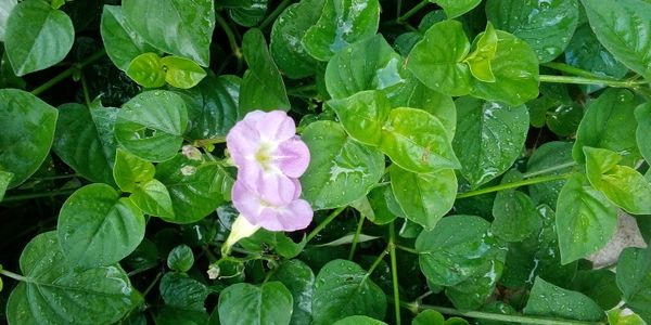 Identificação da planta Rabo-de-gato por foto
