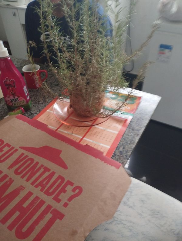 Identificação da planta Tomilho por foto