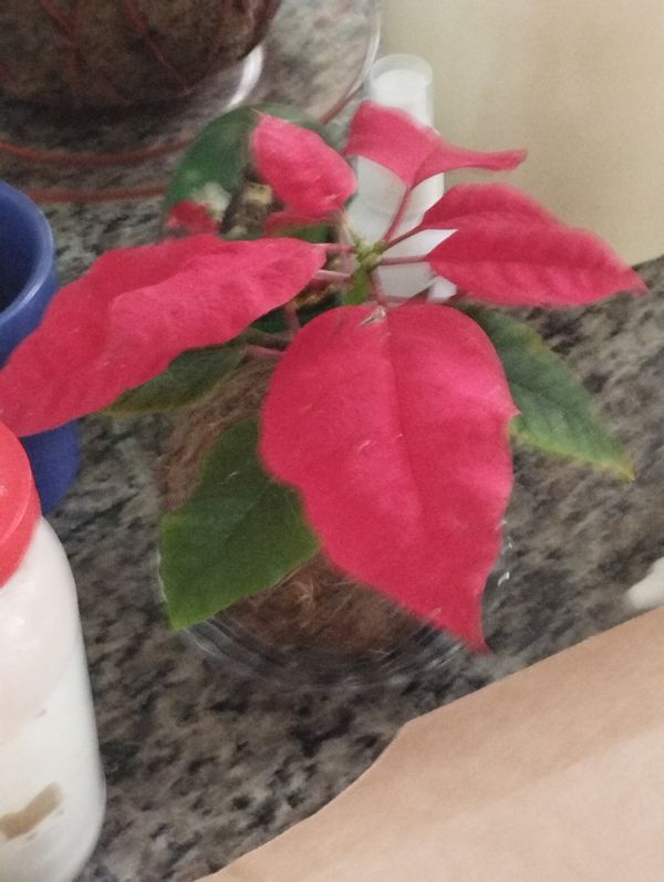 Identificação da planta Bico-de-papagaio por foto