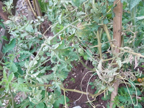 Identificação da planta Tomate cereja por foto