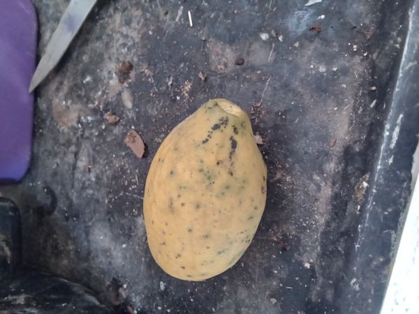 Identificação da planta Manga por foto