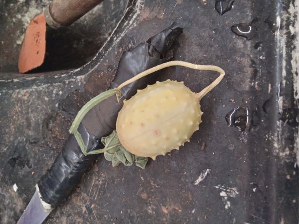 Identificação da planta Maxixe por foto