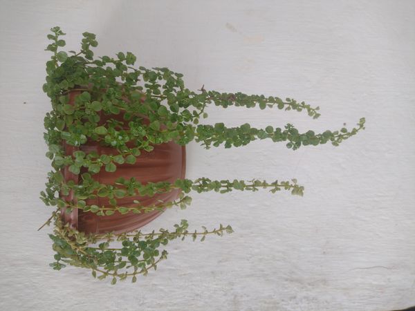 Identificação da planta Dinheiro em penca por foto