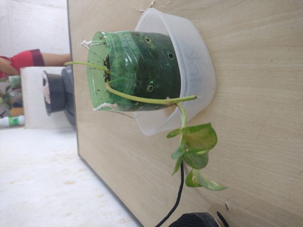 Identificação da planta Jiboia por foto