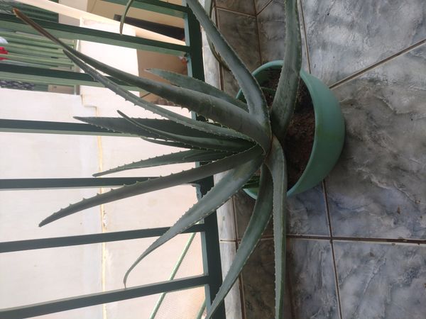 Identificação da planta Babosa por foto