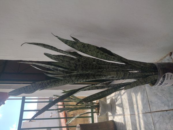 Identificação da planta Espada de São Jorge por foto