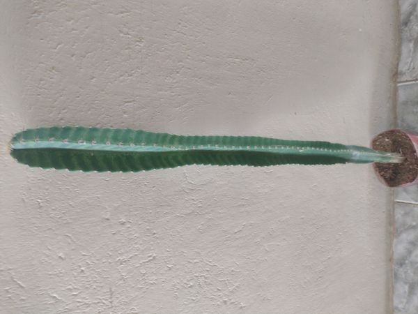 Identificação da planta Mandacaru por foto