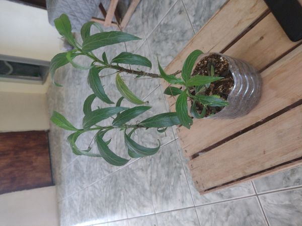 Identificação da planta Ruélia por foto