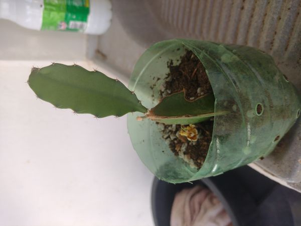 Identificação da planta Pitaia por foto