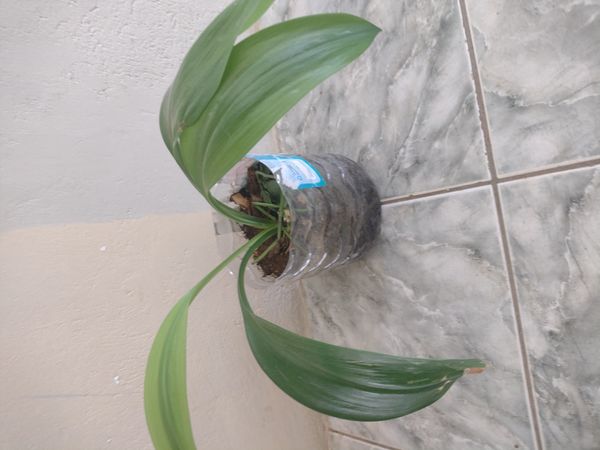 Identificação da planta Lírio-do-amazonas por foto