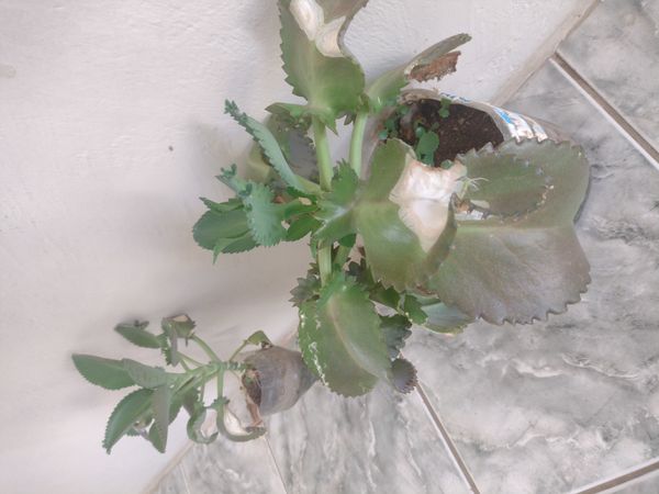 Identificação da planta Mãe de mil por foto