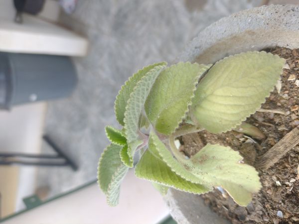 Identificação da planta Hortelã pimenta por foto