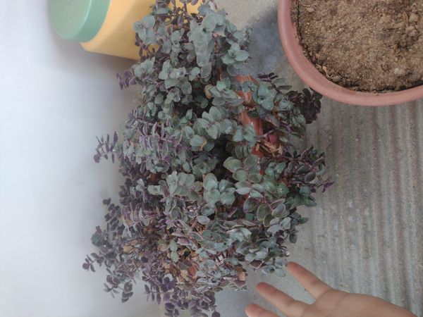 Identificação da planta Tradescantia-nanica por foto