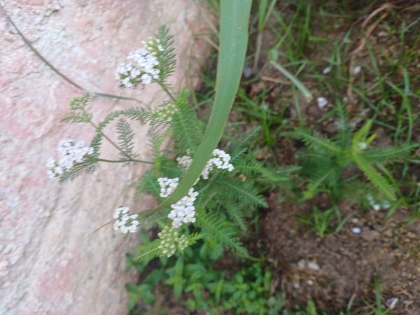 Identificação da planta Mil-folhas por foto