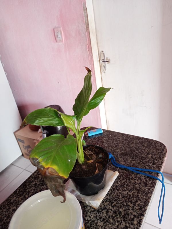 Identificação da planta Como cuida do lirio por foto