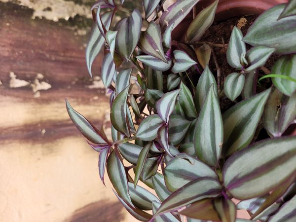 Identificação da planta Lambari por foto