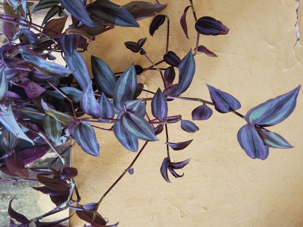 Identificação da planta Lambari por foto