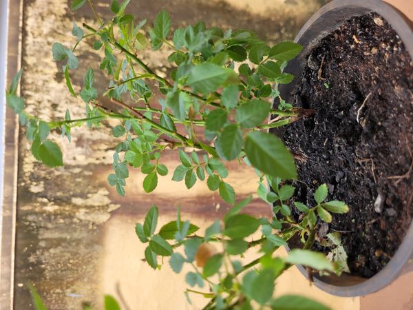 Identificação da planta Rosa Menina por foto