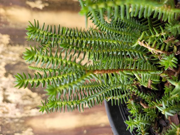Identificação da planta Bico-de-papagaio por foto
