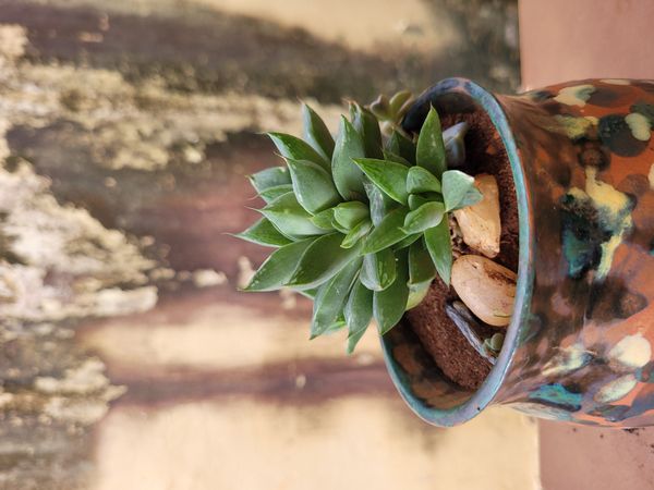 Identificação da planta Haworthia marumiana não possui um nome popular amplamente reconhecido no Brasil por foto