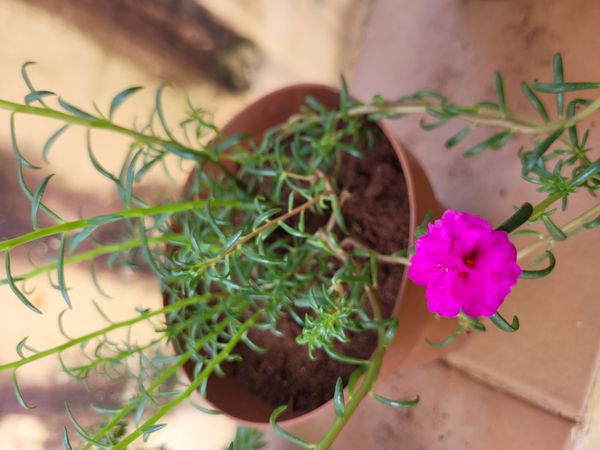 Identificação da planta Onze-horas por foto