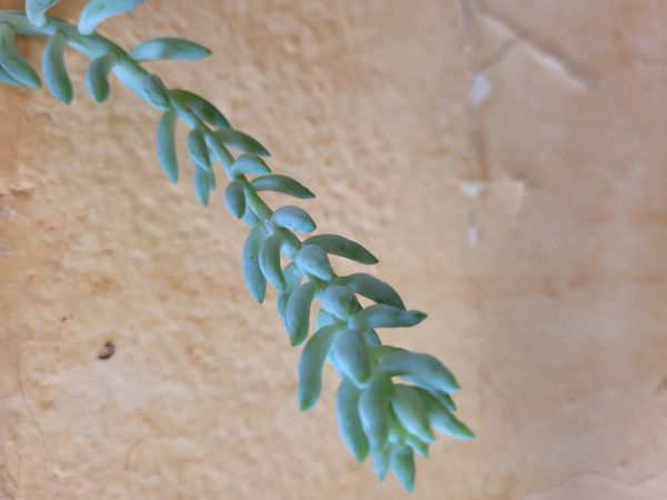 Identificação da planta Rabo-de-burro por foto