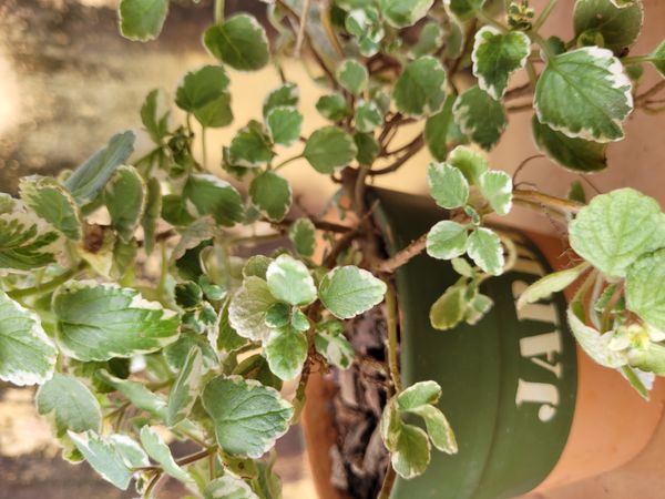 Identificação da planta Boldo-gambá por foto