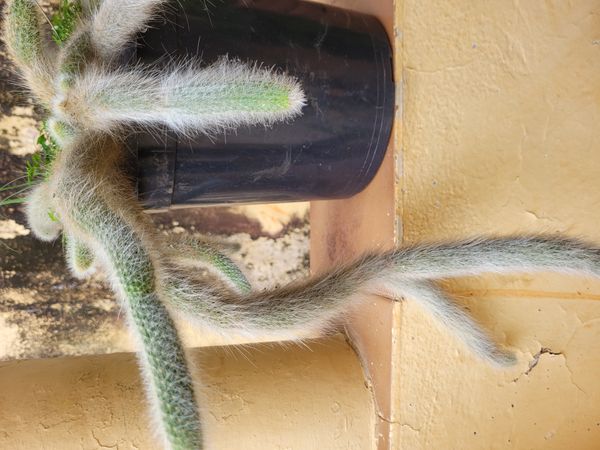 Identificação da planta Rabo de macaco por foto