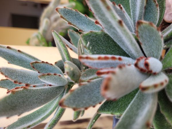 Identificação da planta Planta-panda por foto